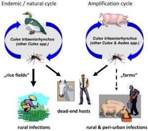 japanese encephalitis, radang otak, kelumpuhan, kematian,  anak-anak, dewasa, lambat berbicara, perubahan kepribadian dan lumpuh pada beberapa bagian tubuh, menghindari gigtas, imunisasi, vaksinasi, klinik raisha, jogja, sleman, yogyakarta